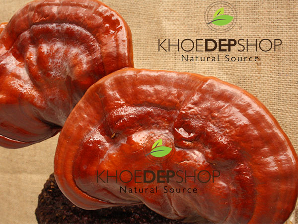 Các cách sử dụng và chế biến Nấm Linh chi hiệu quả