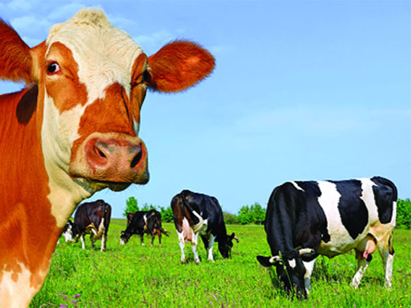 Những trang trại quy mô nhất thế giới