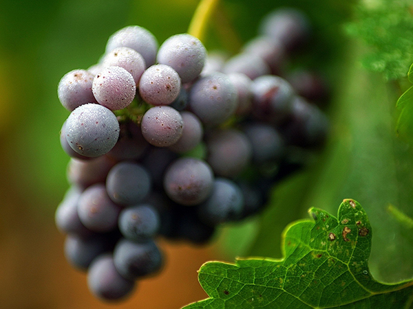 Tìm hiểu về nho làm rượu