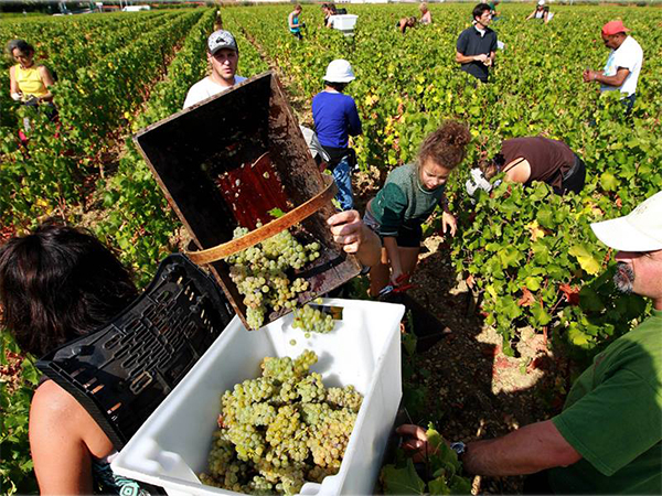 Chất lượng rượu vang qua hai cách thu hoạch nho thủ công và thu hoạch máy