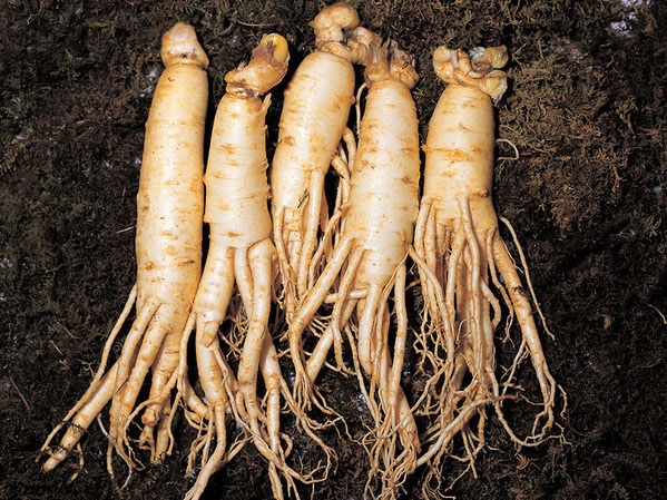 Hiệp hội nhân sâm Hàn Quốc quảng bá vị thế ngày càng được khẳng định của nhân sâm Hàn Quốc trên thế giới