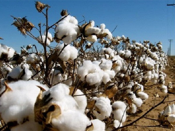 Ngành bông Việt Nam năm 2017