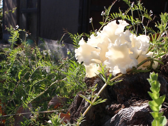 Thực phẩm ngăn ngừa nguy cơ ung thư